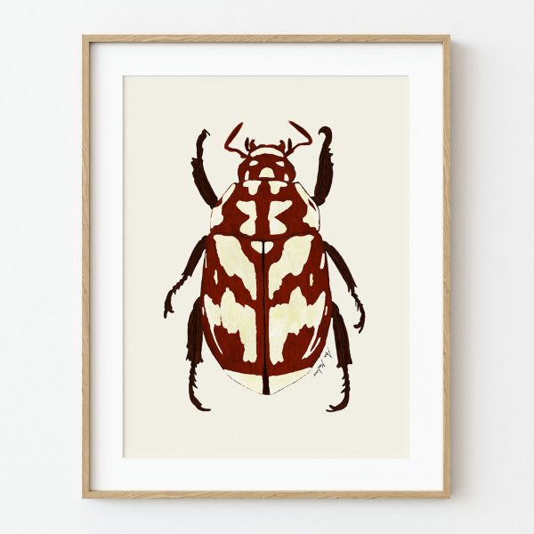 Ilustración escarabajo rojo